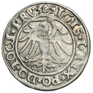 Sigismund I the Old, Groschen Elbing 1535 - PRVS