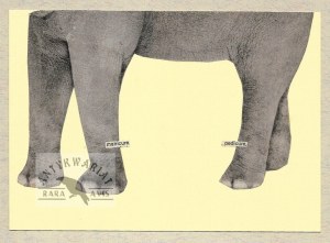 [SZYMBORSKA Wisława]. Die-cut with Wislawa Szymborska's handwritten letter to Aleksander Rybczynski in Toronto on the reverse....