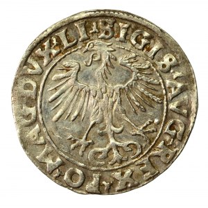 Zygmunt II August, Półgrosz 1555 Wilno, LI/LITVA. Bardzo ładny (614)