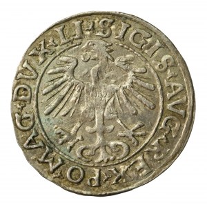 Zygmunt II August, Półgrosz 1555 Wilno, LI/LITVA (628)