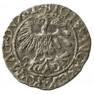 Zygmunt II August, Półgrosz 1559, Wilno - L/LITVA (823)