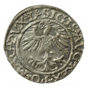 Zygmunt II August, Półgrosz 1561, Wilno - L/LITVA (825)