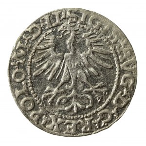 Zygmunt II August, Półgrosz 1564, Wilno - L/LITVA. (826)