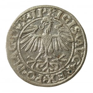 Zygmunt II August, Półgrosz 1550, Wilno, LI / LITVA (827)