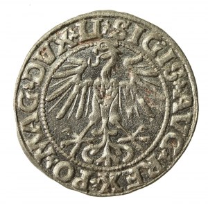 Zygmunt II August, Półgrosz 1549, Wilno - LI/LITVA (838)