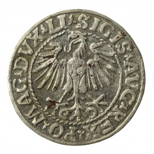 Zygmunt II August, Półgrosz 1548, Wilno - LI/LITVA (855)
