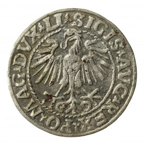 Sigismund II Augustus, Half-penny 1548, Vilnius - LI/LITVA (855)