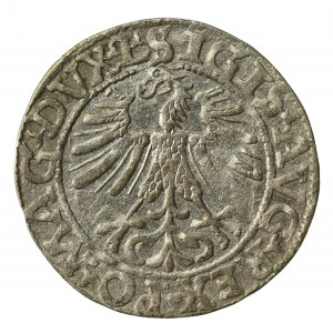 Zygmunt II August, Półgrosz 1562 Wilno, LI/LITV (859)