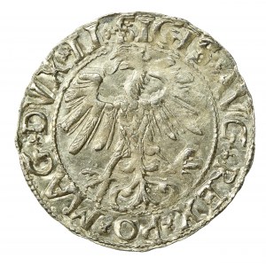 Zygmunt II August, Półgrosz 1558, Wilno - LI/LITVA (531)