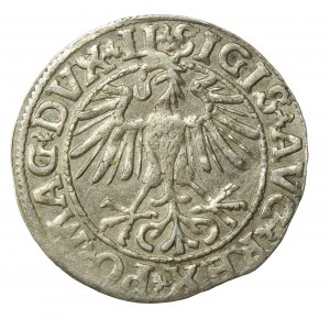 Zygmunt II August, Półgrosz 1550, Wilno, LI/LITVA (540)