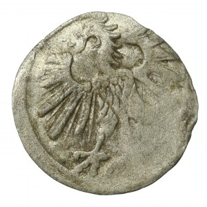 Zygmunt II August, Denar 1563, Wilno - ogon podniesiony - rzadki (555)