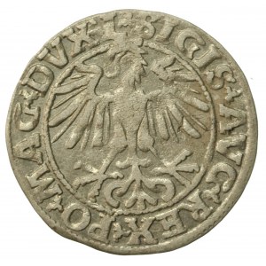 Zygmunt II August, Półgrosz 1550, Wilno - L/LITVA. Rzadkie (566)
