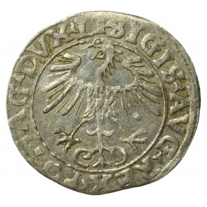 Sigismund II Augustus, Half-penny 1555 Vilnius, LI/LITVA. Very nice (745)