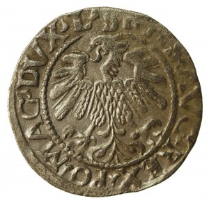 Sigismund II Augustus, Half-penny 1559, Vilnius - L/LITV (612)