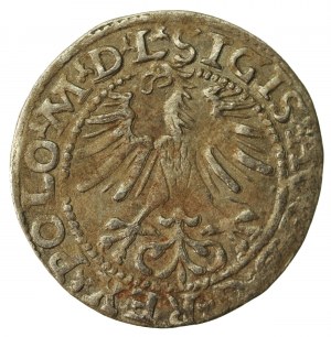 Sigismund II Augustus, Half-penny 1564, Vilnius - L/LITV (613)