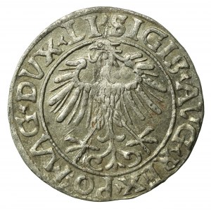 Zygmunt II August, Półgrosz 1556 Wilno, LI/LITVA (684)