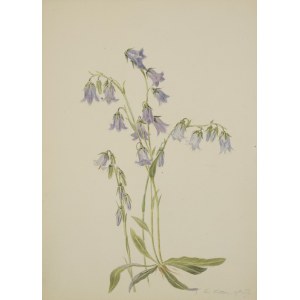 Painter unspecified, Two botanical watercolors