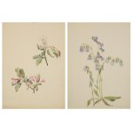 Painter unspecified, Two botanical watercolors