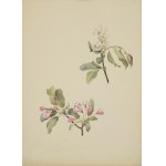Painter unspecified, Two botanical watercolors