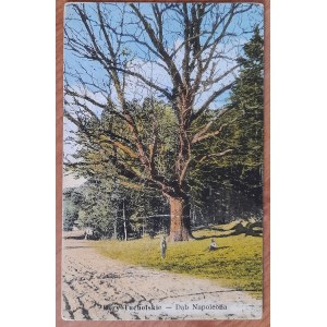 Bory Tucholskie. Napoleon's Oak
