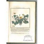 BULLIARD Pierre (1752-1793), Histoire des plantes ve&#769;ne&#769;neuses et suspectes de la France.