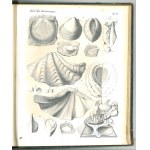 PUSCH Georg Gottlieb (Koreński Jerzy Bogumił), Polens Paläontologie