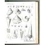 PUSCH Georg Gottlieb (Koreński Jerzy Bogumił), Polens Paläontologie