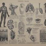 Dyakowski Bohdan, Atlas Historji Naturalnej: zoologia, botanika, mineralogja, gieologja do użytku szkolnego ułożony [1900]