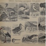 Dyakowski Bohdan, Atlas Historji Naturalnej: zoologia, botanika, mineralogja, gieologja do użytku szkolnego ułożony [1900]