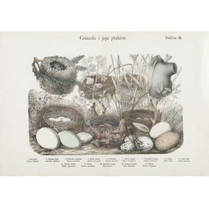 Marian Bąkowski, Marian Łomnicki, Nests and eggs of birds, plate 80