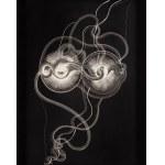 Dobrawa Borkała (ur. 1990, Nowy Jork), Oneness, 2018