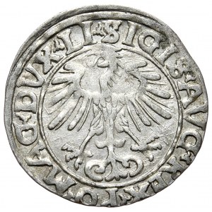 Zygmunt II August, półgrosz 1556, Wilno, LI/LITVA