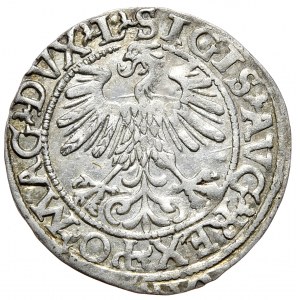 Zygmunt II August, Półgrosz 1560, Wilno - L/LITVA