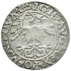 Zygmunt II August, Półgrosz 1561, Wilno - L/LITV