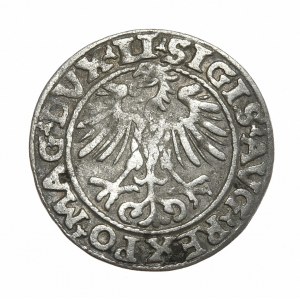 Zygmunt II August, półgrosz 1553, Wilno, LI/LITVA