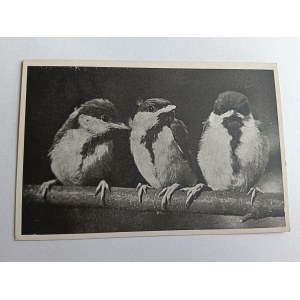 POSTCARD RICH TIT, YOUNG RICH TIT, PARUS MAJOR