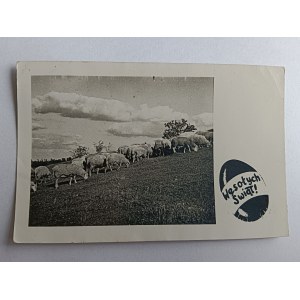 CHRISTMAS POSTCARD, SHEEP GRAZING, SHEEP, MOUNTAINS, STAMP