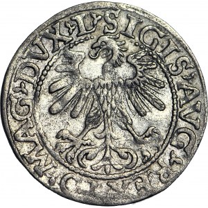 Zygmunt II August, Półgrosz 1560, Wilno