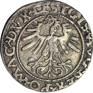 Zygmunt II August, Półgrosz 1562, Wilno, TOPÓR, rzadki