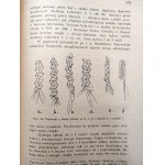 [Rośliny w wierzeniach ludu Polskiego; czapka i kapelusz w Lubelskiem ] - A. Fischer (red.) - LUD - Organ Towarzystwa Etnologicznego we Lwowie - Zeszyt III-IV, Lwów 1929