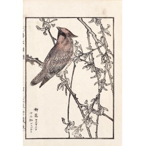 Kikuchi Hobun (1862-1918), Jemiołuszka, Kioto, 1890