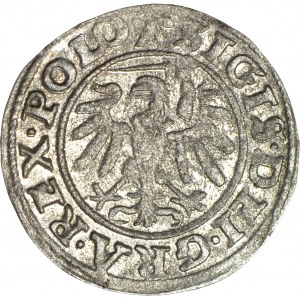 R-. Zygmunt I Stary, Szeląg 1539 Gdańsk rozeta, R3