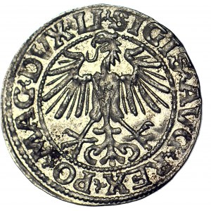 Sigismund II Augustus, Half-penny 1549, Vilnius, minted
