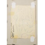 Schönberger Armand (1885-1974), kétoldalas mű: Vera alszik / Álló aktok. Vegyes technika, papír, jelzés nélkül...