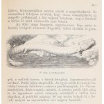 Képes természetrajz az ifjuság számára. 48 tábla színes rajzzal és 426 szövegképpel. I. Az ember (Homo Sapiens.) II...