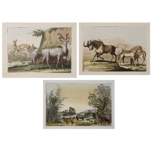 Gallo GALINO (1778-1837), Luigi ROSSINI (1790-1857), Zestaw 3 rycin ze zwierzętami egzotycznymi