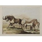 Gallo GALINO (1778-1837), Luigi ROSSINI (1790-1857), Zestaw 3 rycin ze zwierzętami egzotycznymi