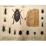 Atlasik kieszonkowy - OWADY - 129 kolorowych rysunków - Warszawa ok. 1920