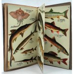 Altas ryb - Schreibers kleiner Atlas der Fische [ 12 tablic z 52 rysunkami], ok 1920 rok