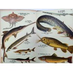 Altas ryb - Schreibers kleiner Atlas der Fische [ 12 tablic z 52 rysunkami], ok 1920 rok